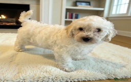 Poochon dogs for sale: Stunning Poochon Puupies - Image 7