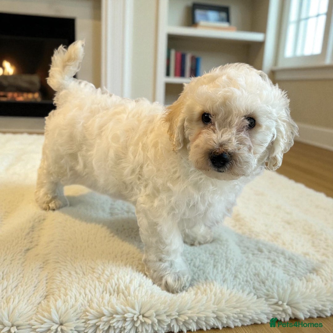 Poochon dogs for sale: Stunning Poochon Puupies - Image 7