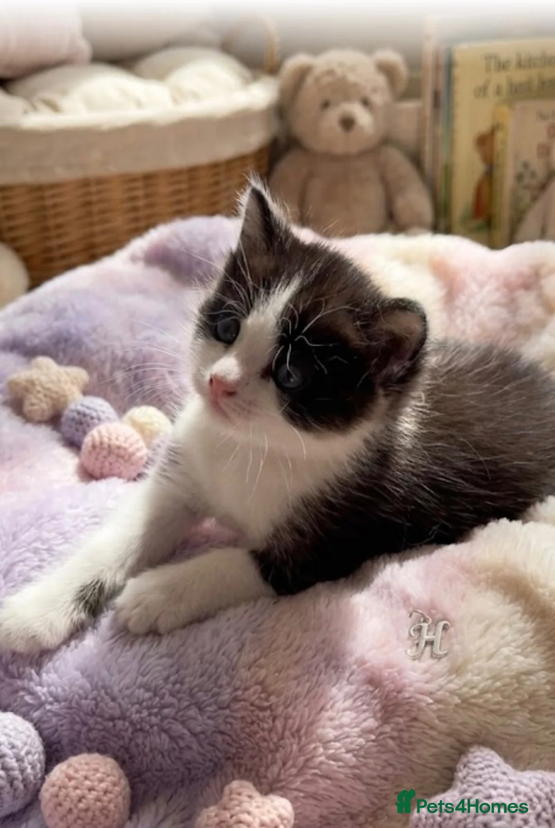 Ragdoll cats for sale: ✨Stunning Ragdoll cross  - Advert 1