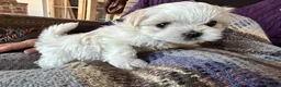 Maltese dogs for sale: Maltese puppy, pretty, friendly, kc reg.  - Advert 2