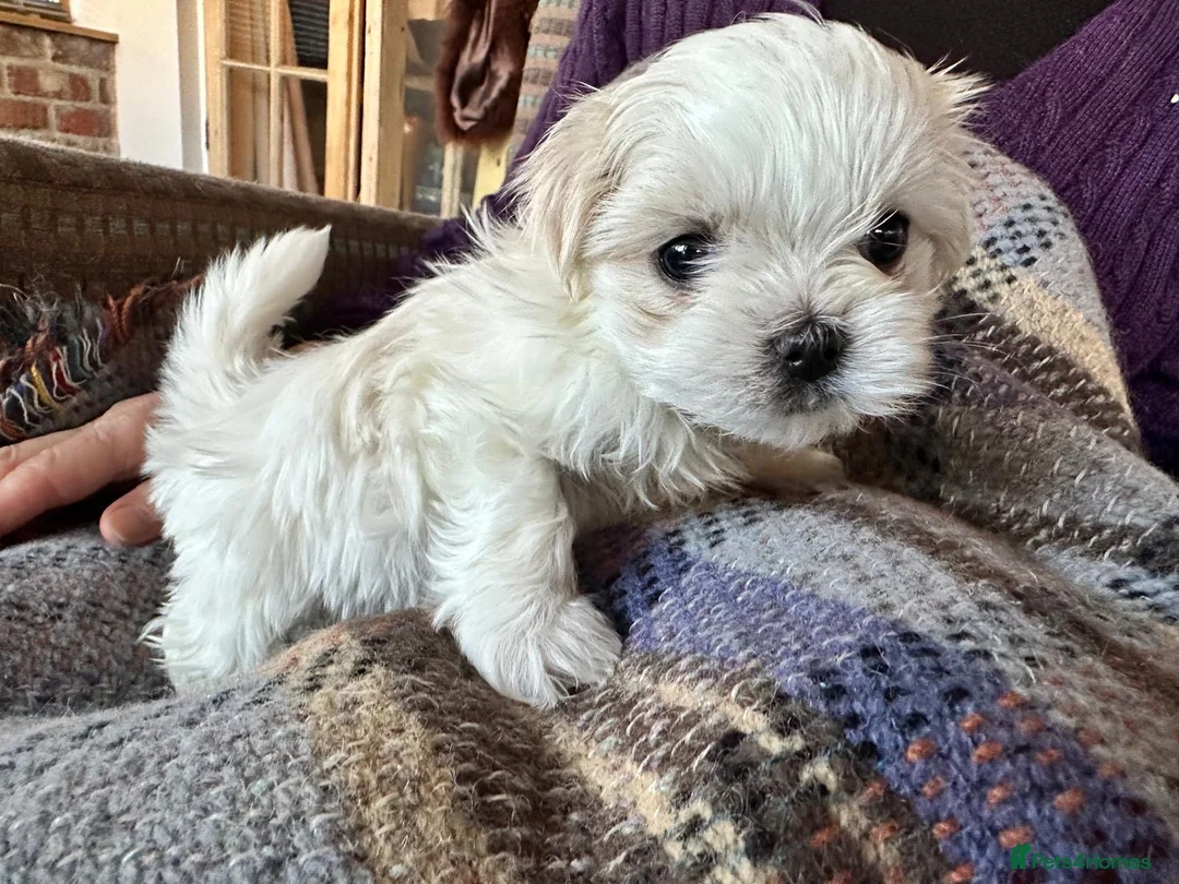 Maltese dogs for sale: Maltese puppy, pretty, friendly, kc reg.  - Advert 2