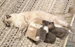 British Shorthair cats for sale: British short hair+Ragdoll  - Image 5