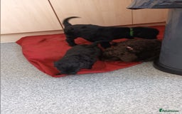 Labradoodle dogs for sale: F,1,B Standard labradoodles - Image 12