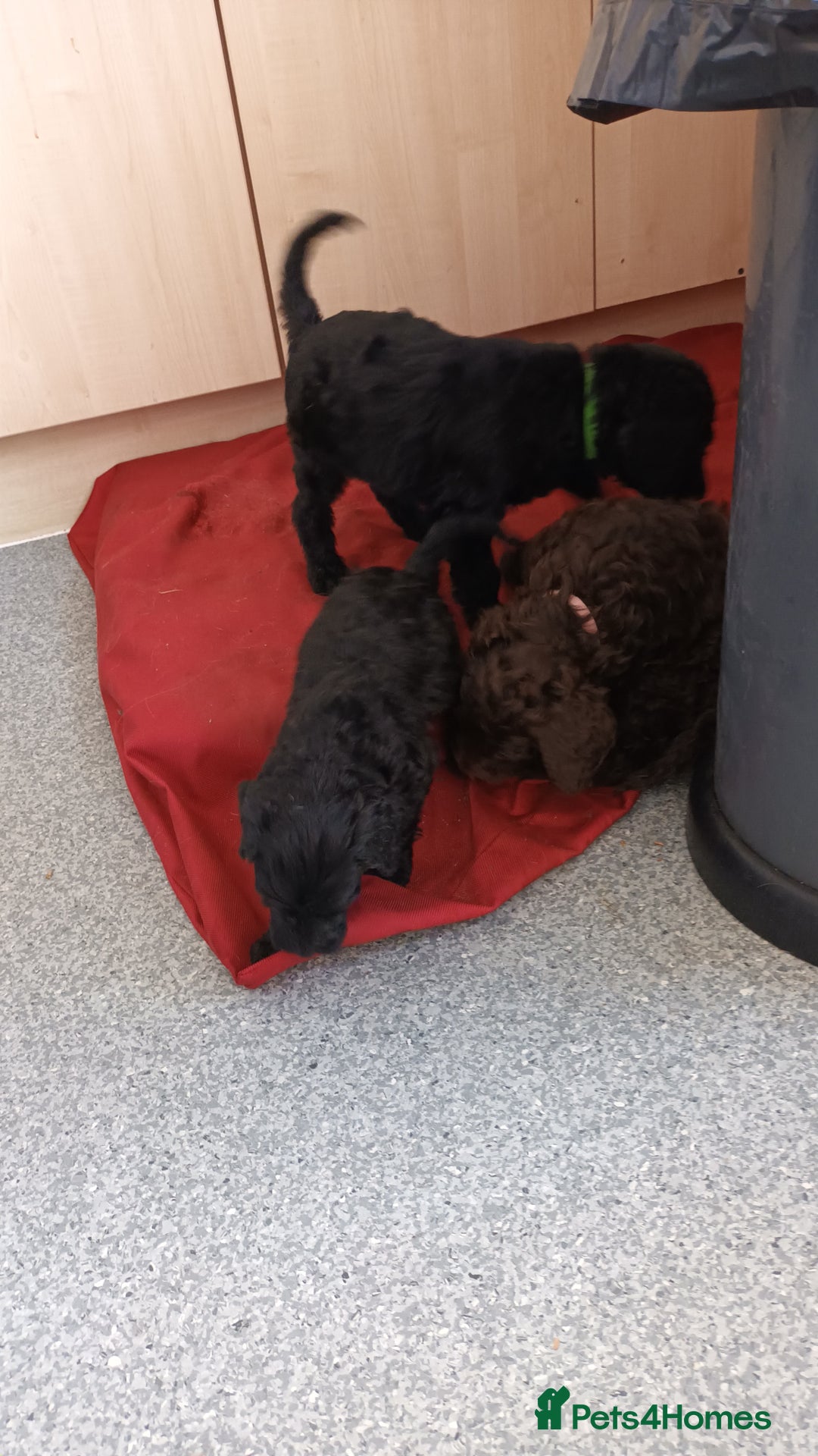 Labradoodle dogs for sale: F,1,B Standard labradoodles - Image 12