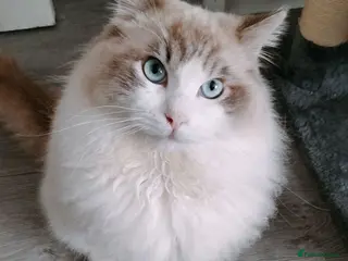 Ragdoll cats Stunning ragdoll kittens looking for new homes - Advert 4