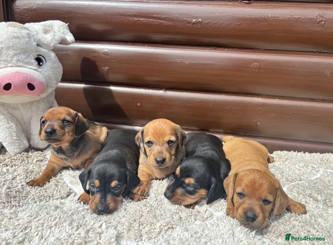 Dachshund dogs 5 gorgeous miniature dachshund puppy’s🐶 - Advert 1