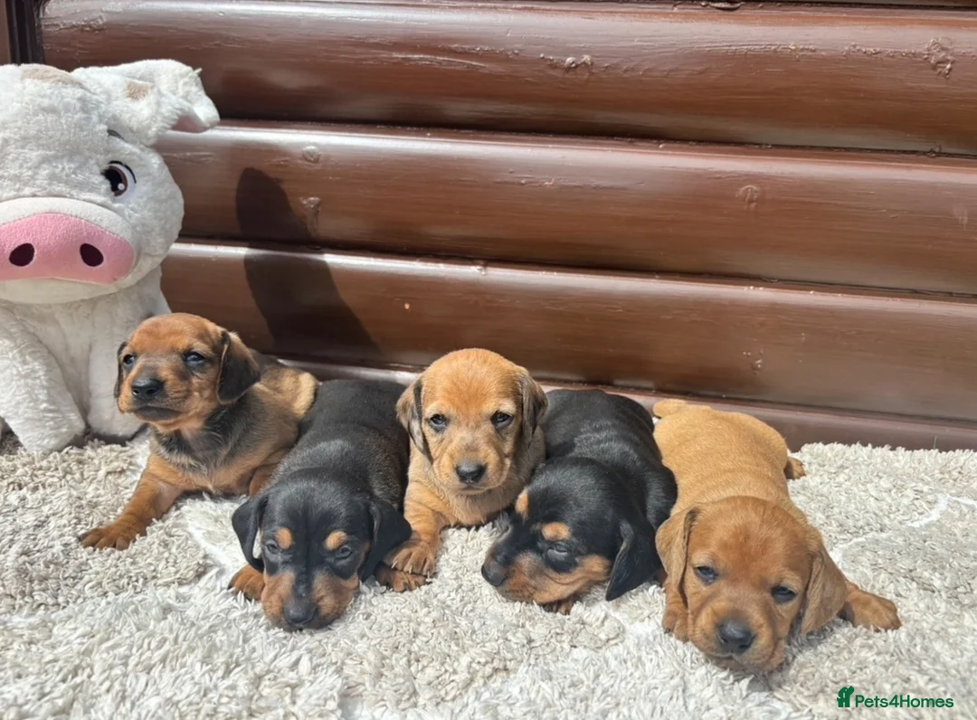 Dachshund dogs for sale: 5 gorgeous miniature dachshund puppy’s🐶 in Cullompton - Advert 1