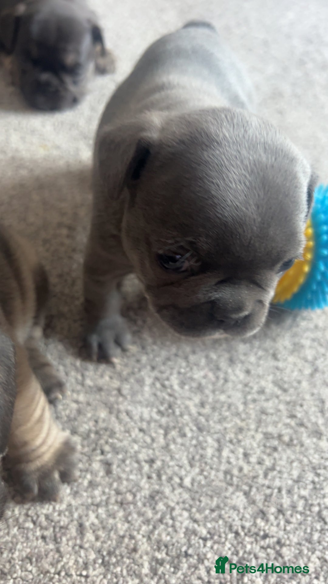 French Bulldog dogs for sale: 1 male and 2 female French Bulldogs for sale - Image 5