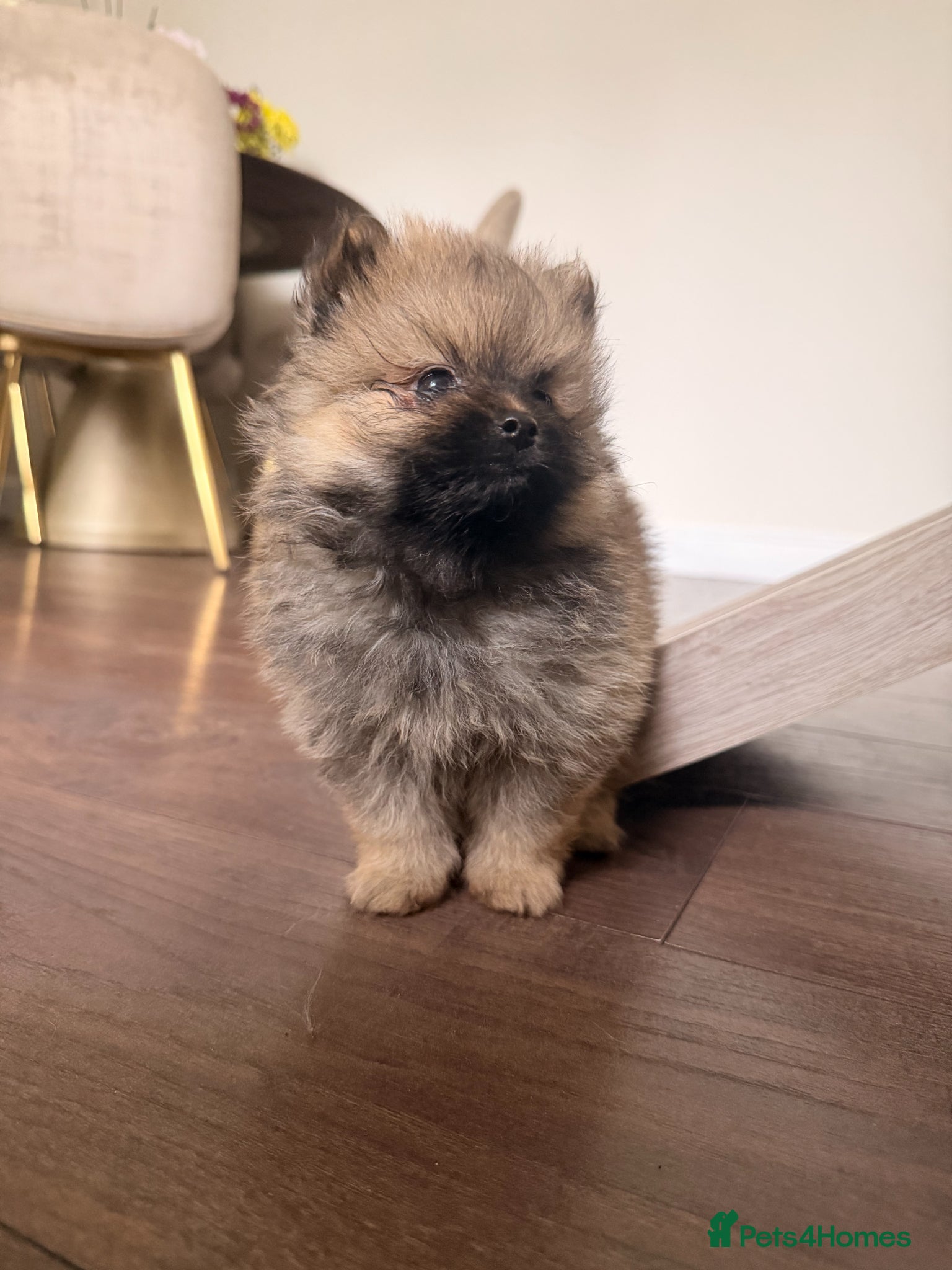 Pomeranian dogs 2 amazing males available - Advert 1