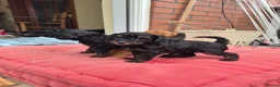 Toy Poodle dogs for sale: Stunning Phantom Toy Poodles  - Advert 8