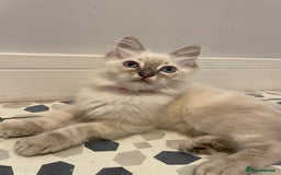 Ragdoll cats for sale:  😻 Ragdoll Kittens 😻 GCCF Registered READY NOW  - Image 27