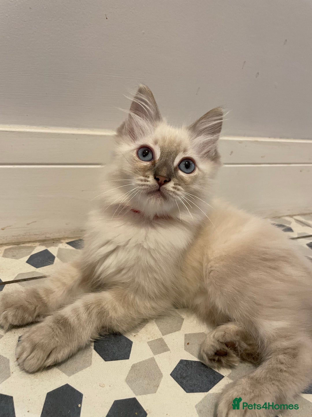 Ragdoll cats for sale:  😻 Ragdoll Kittens 😻 GCCF Registered READY NOW  - Image 27