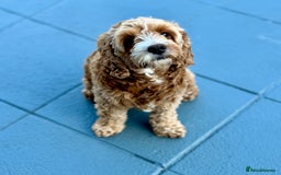 Cavapoo dogs for sale: Expecting a litter-health tested F1b Cavapoo pups - Image 15