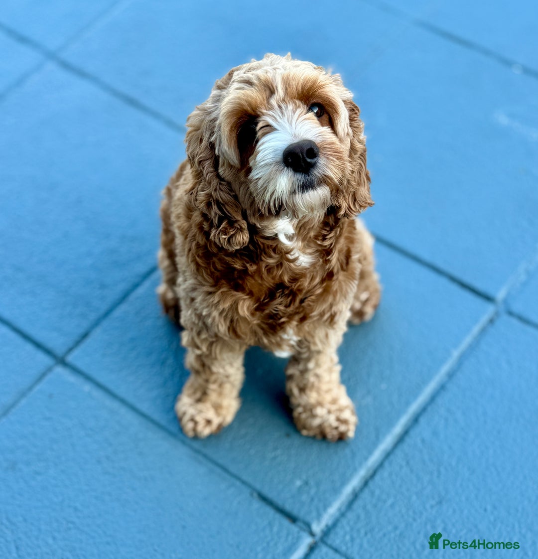 Cavapoo dogs for sale: Expecting a litter-health tested F1b Cavapoo pups - Image 15