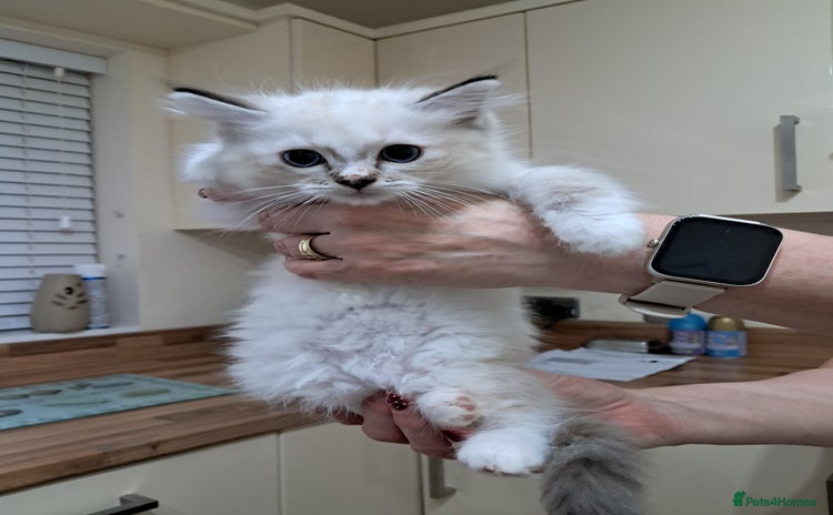 Ragdoll cats - Advert 10