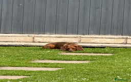 Mixed Breed dogs for sale: Dachshund for rehoming  - Image 4