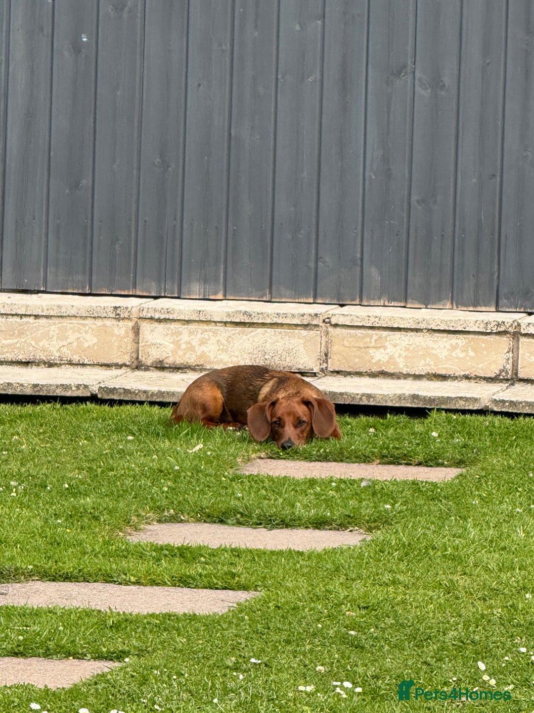 Mixed Breed dogs for sale: Dachshund for rehoming  - Image 4