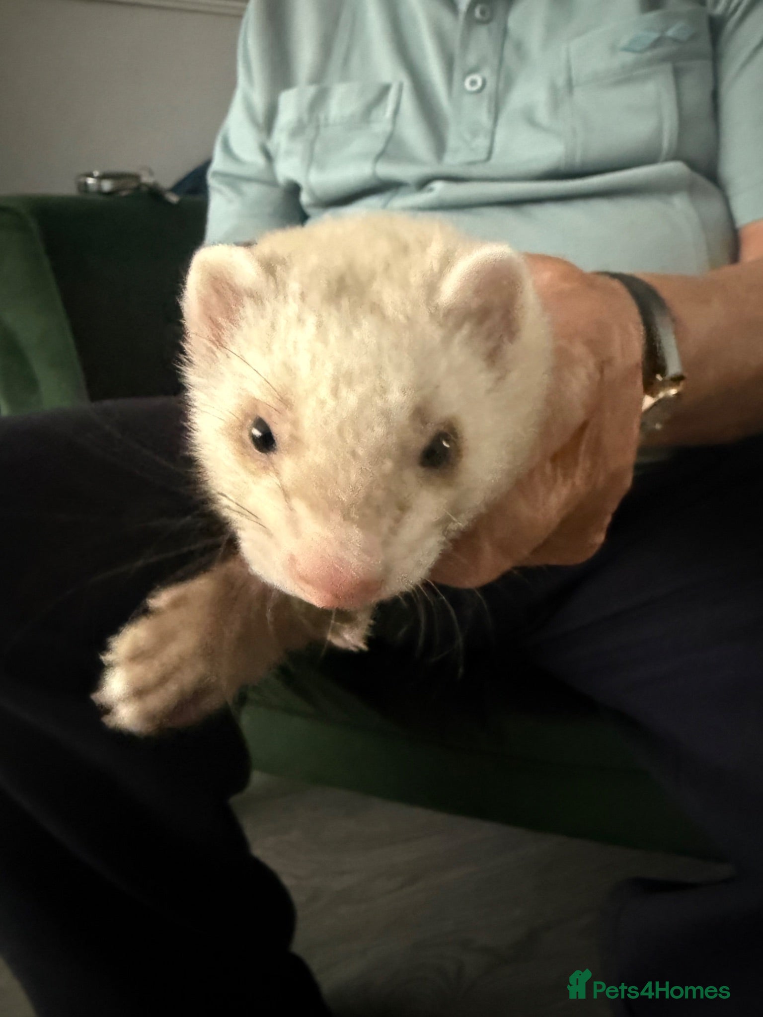 Ferret rodents Mixed Black Eyed Rare Ferrets CHESHIRE - Advert 18