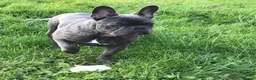 French Bulldog dogs for stud: Cali Comet - Advert 2