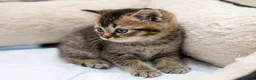 British Shorthair cats for sale: Adorable Kitten Ready For Reservation in Leamington Spa - Advert 4