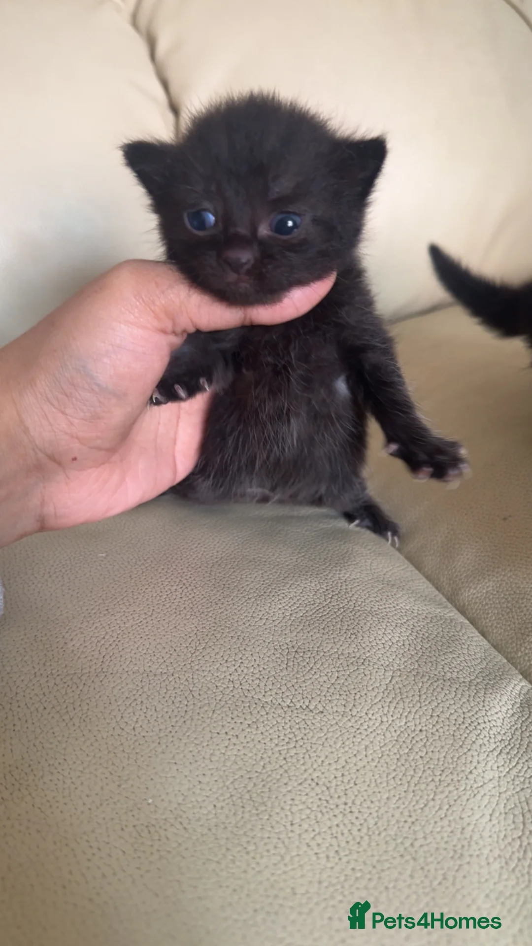 Brazilian Shorthair cats for sale: British Short Hair/ Maine Coon Cross - Advert 1