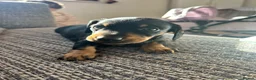 Dachshund dogs for sale: Dachshund puppies - Advert 4
