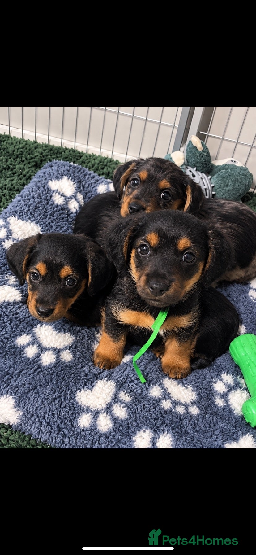 Mixed Breed dogs Yorkshire terrier x puppies  - Advert 3