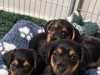 Mixed Breed dogs Yorkshire terrier x puppies - Advert 3
