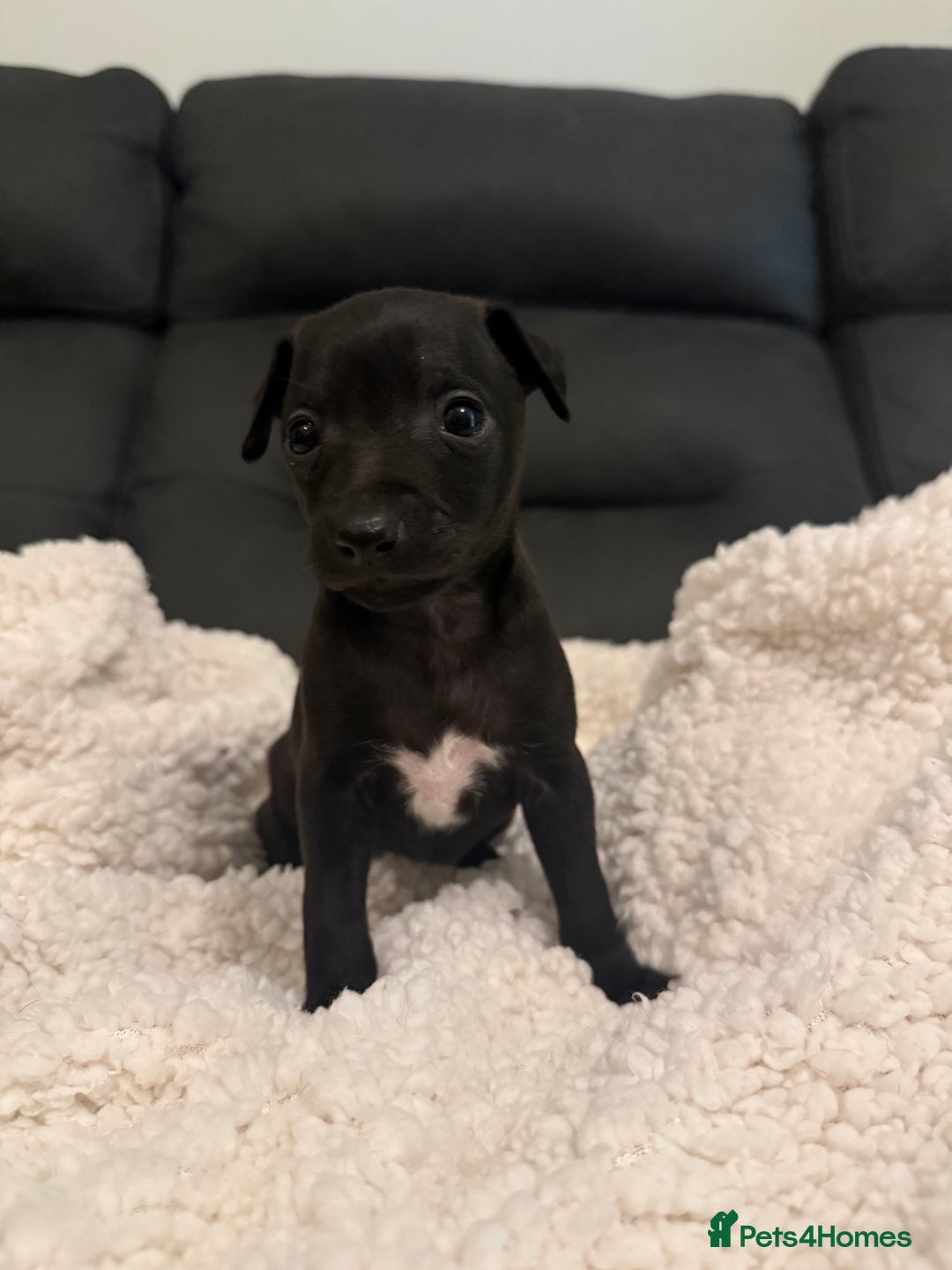 Italian Greyhound dogs for sale: KC Italian Greyhound Puppies  - Advert 1