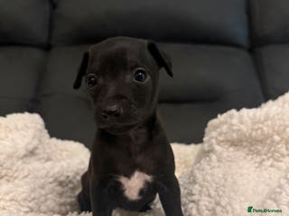 Italian Greyhound dogs KC Italian Greyhound Puppies - Advert 1