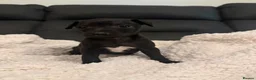Italian Greyhound dogs for sale: KC Italian Greyhound Puppies  - Advert 3