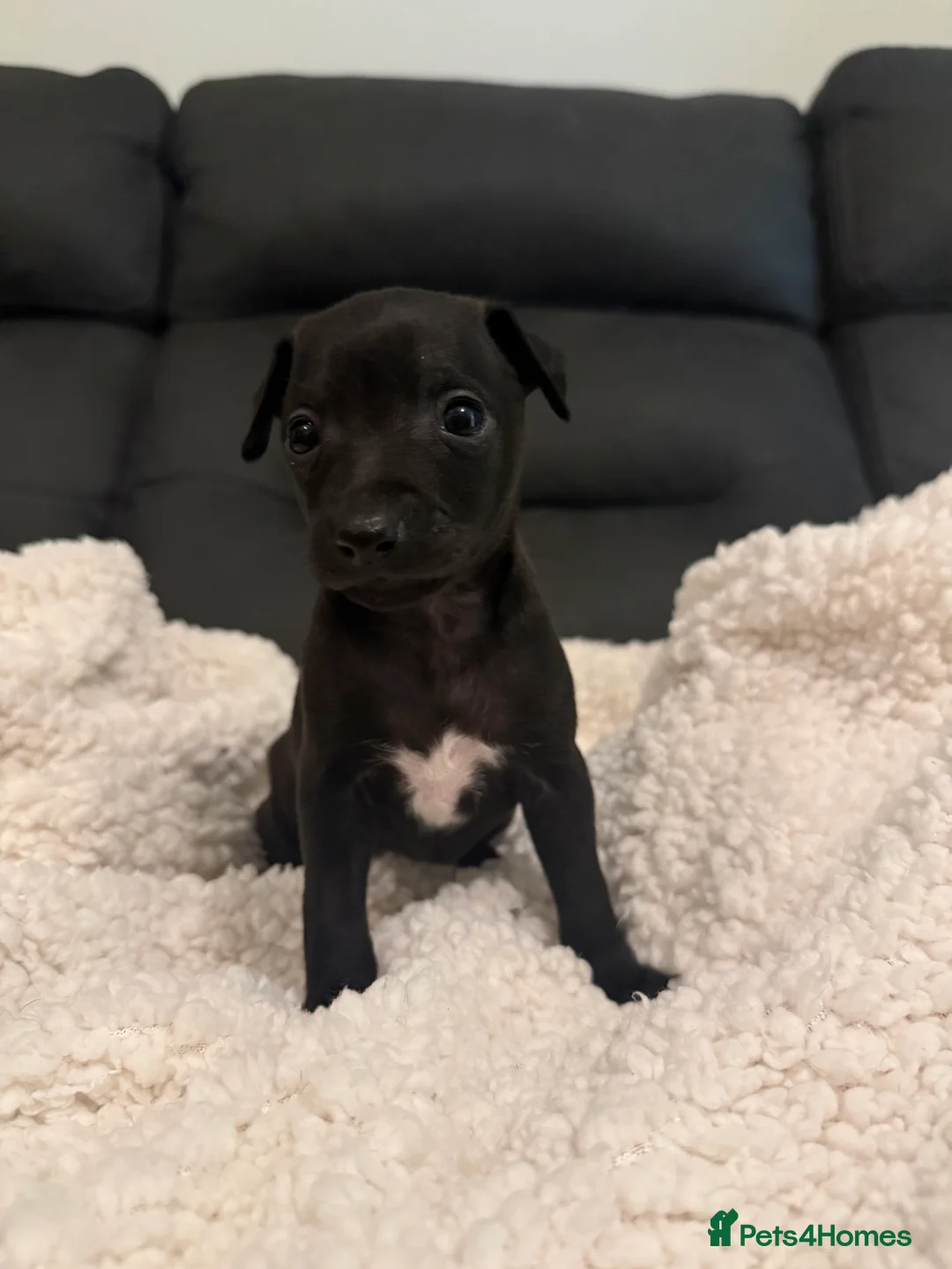 Italian Greyhound dogs for sale: KC Italian Greyhound Puppies  - Advert 3