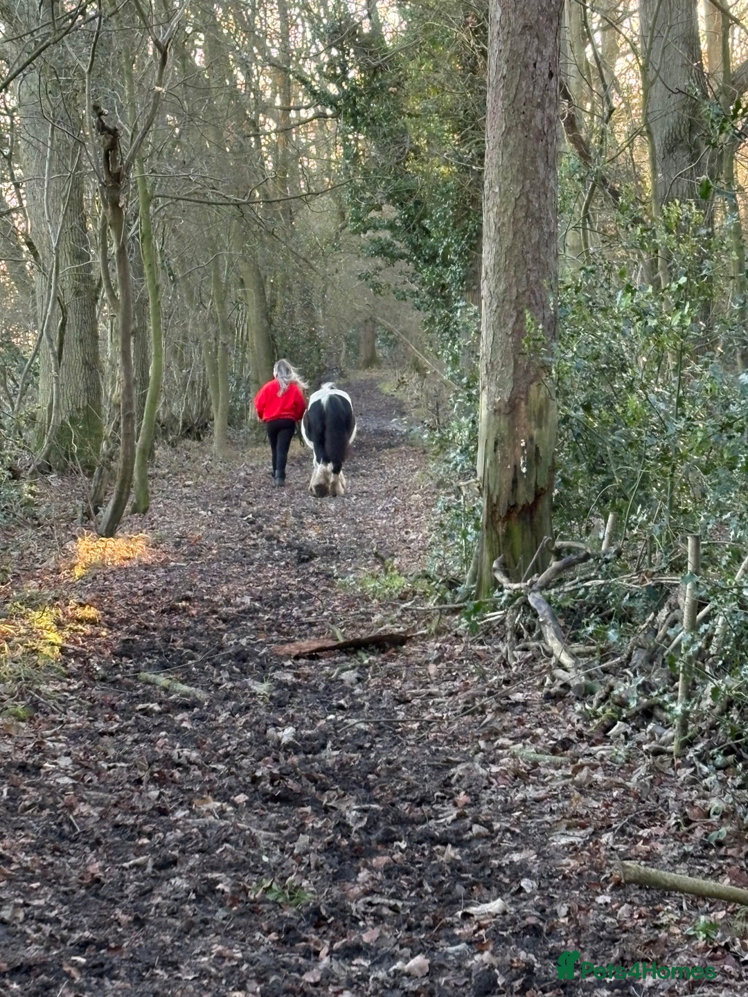 Irish Cob horses for sale: Duchess  - Advert 14
