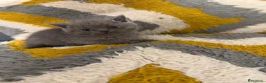 British Shorthair 3