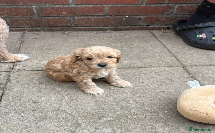 Cavapoo dogs - Advert 6