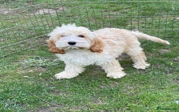 Cockapoo dogs for sale: Quality cockapoo pups  - Image 1
