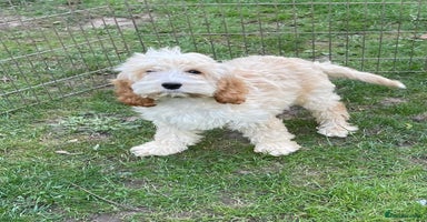 Cockapoo dogs - Advert 4