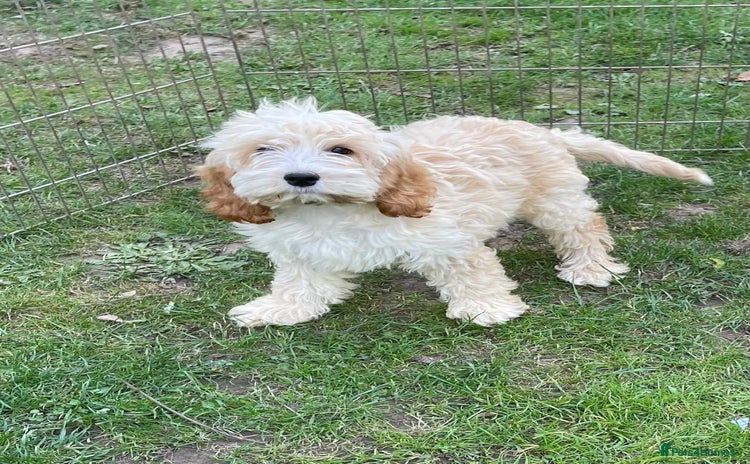 Cockapoo dogs - Advert 2