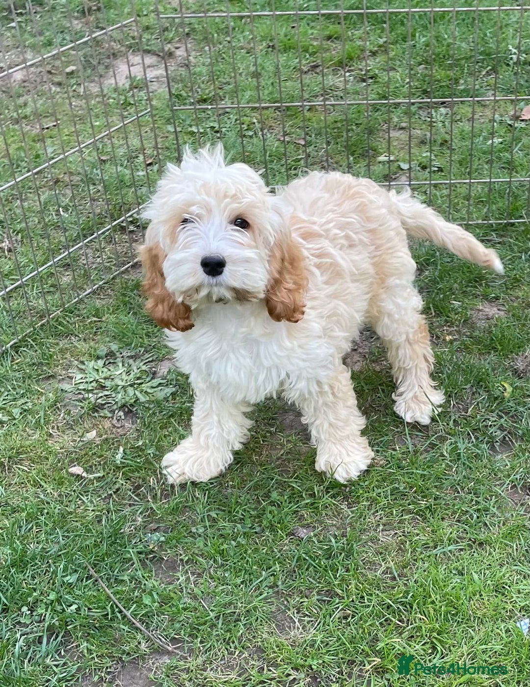 Cockapoo dogs for sale: Quality cockapoo pups  - Image 1