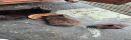Mixed Breed cats for sale: Cuddly Kittens (Ready to Go) - Advert 9