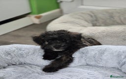 Mixed Breed dogs for sale: F1 Westipoos  - Image 1
