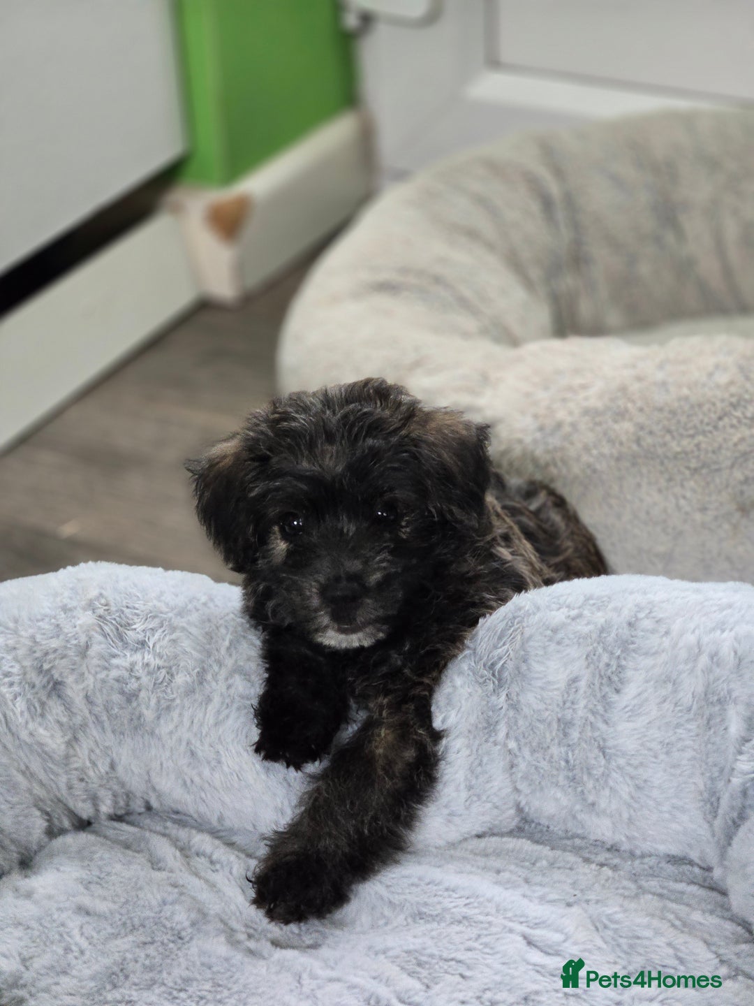 Mixed Breed dogs for sale: F1 Westipoos  - Image 1