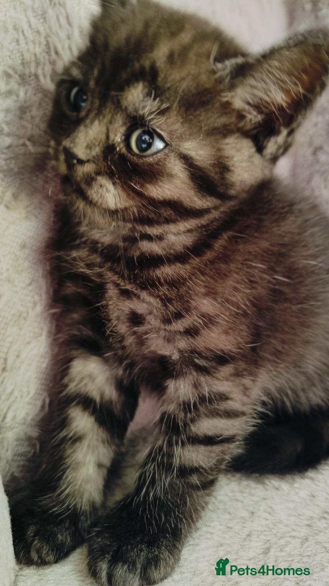 Scottish Fold cats for sale: ❤️Gorgeous Scottish Fold Straight ears kittens❤️ - Image 20