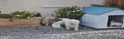 West Highland Terrier dogs for sale: West Highland terrier Puppies - Advert 13