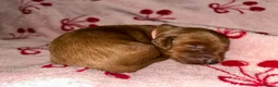 Cavapoo dogs for sale: Cavapoo puppies  - Advert 17
