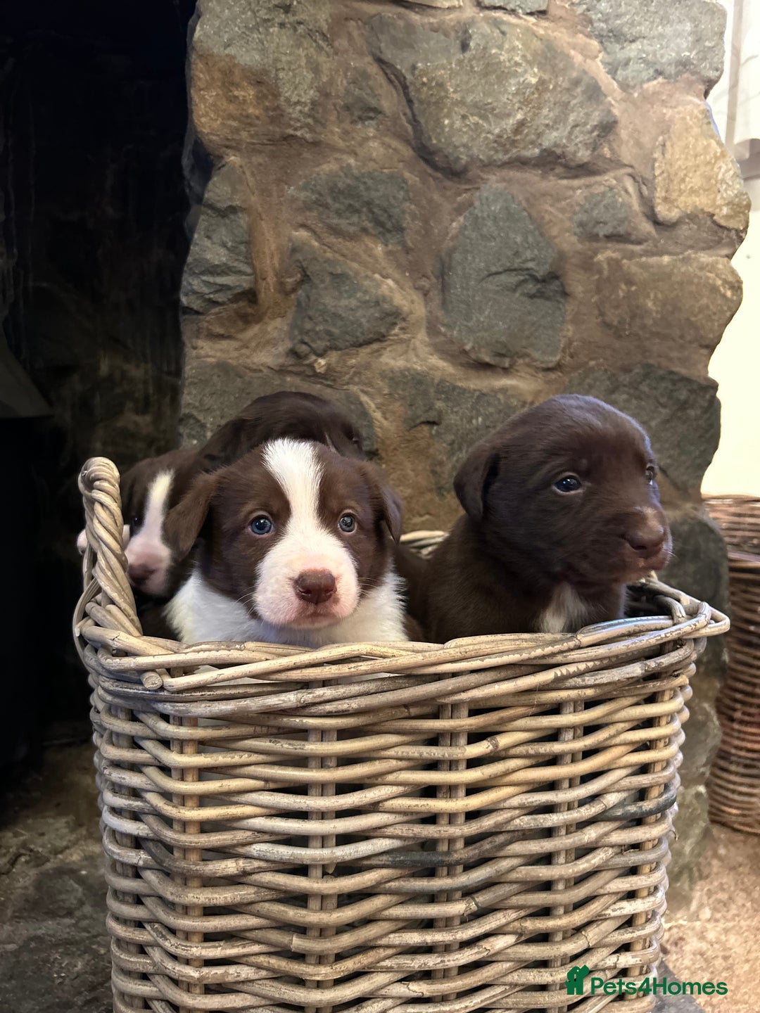 Mixed Breed dogs for sale: Welsh Red Collie x Labrador puppies - Advert 3