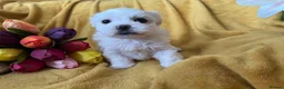 Maltese dogs for sale: Maltese puppies 1/2 Korean KC registered  - Advert 7