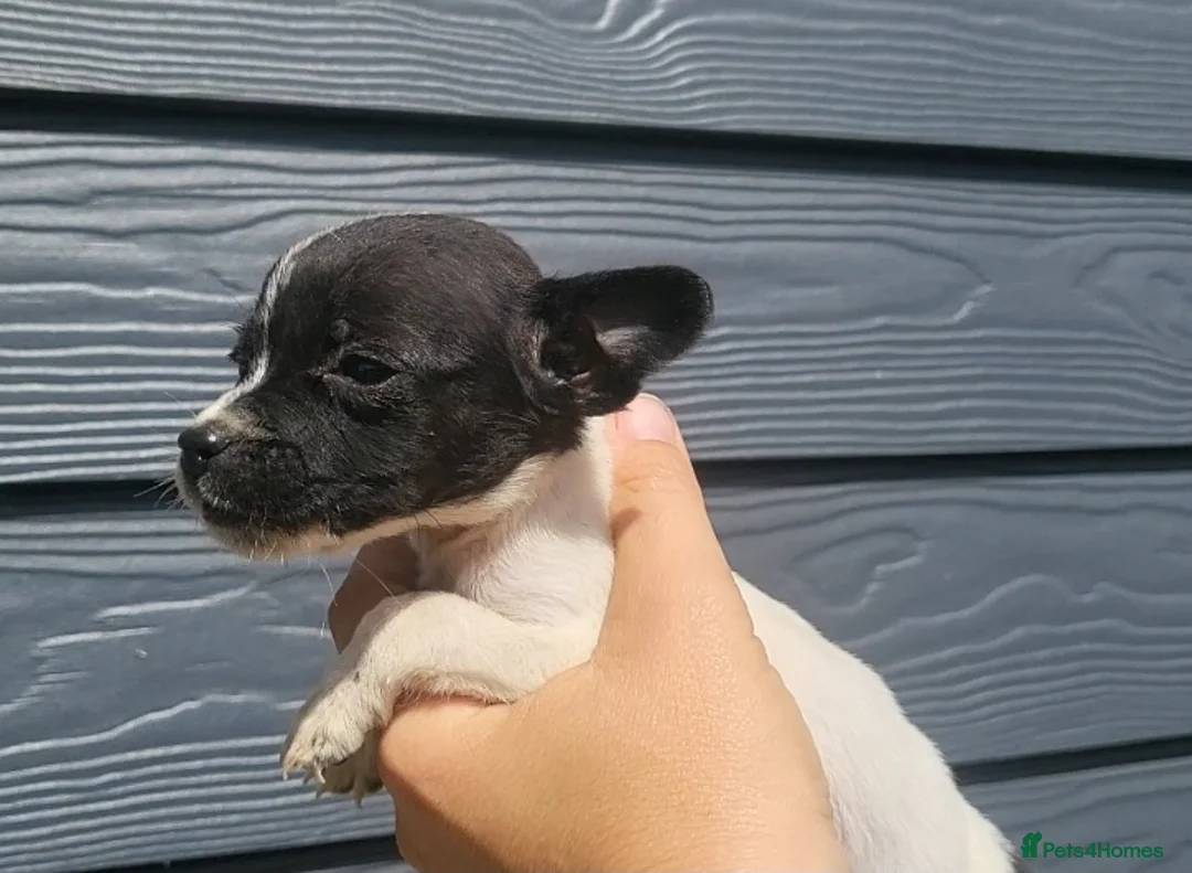 Jack Russell dogs for sale: Ready for their forever families  - Advert 13