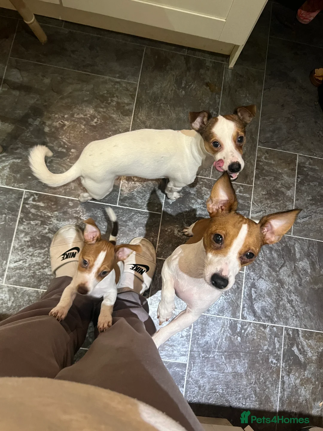 Jack Russell dogs for sale: Stunning Miniature Jack Russell Puppies!!! - Advert 12