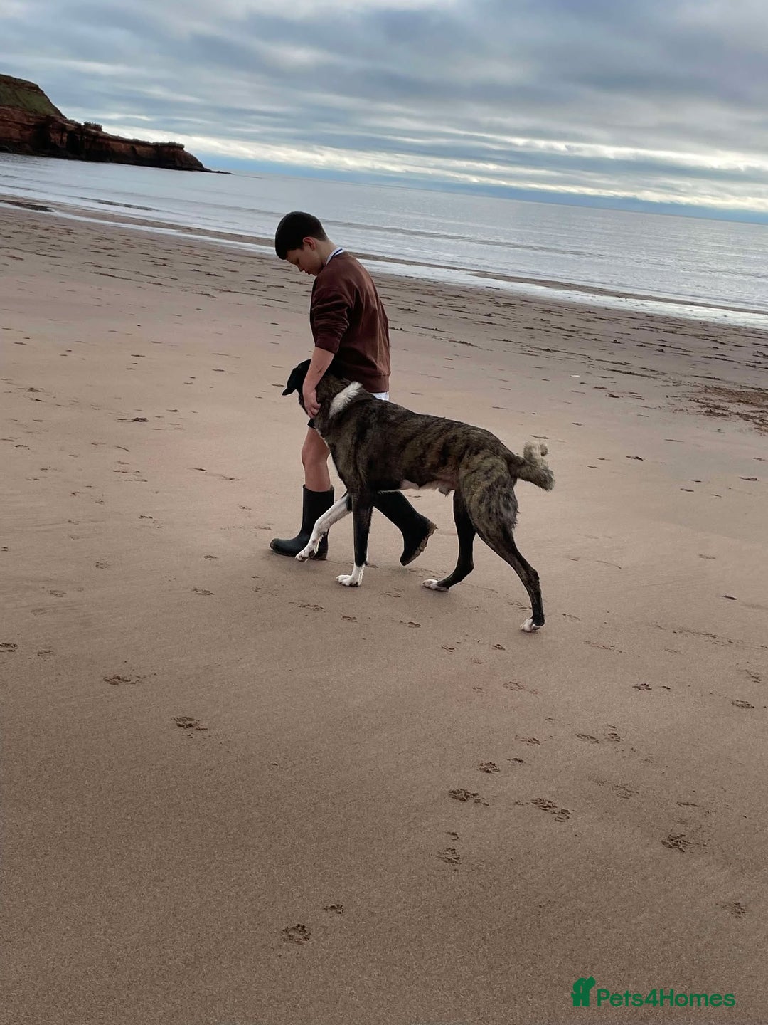 Mixed Breed dogs for adoption: HANK - 3 Years Old, Large Mixed Breed Boy - Advert 6